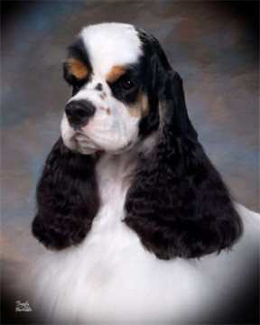 Ch. My-Ida-Ho N Jems Nabisco Portrait